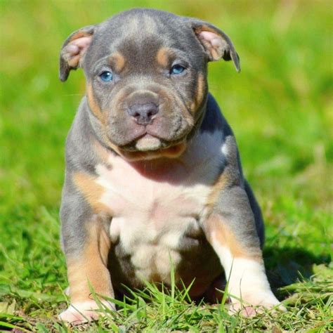 Come on in and look around, we welcomes You. . Xxl pitbull puppies for sale in michigan